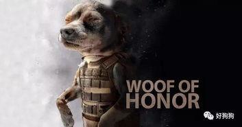 娱乐吃瓜汪星人